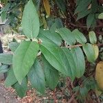 Lonicera acuminata Leaf