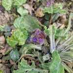 Ajuga pyramidalis Flower