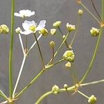 Alisma lanceolatum 花