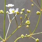 Alisma lanceolatum Flower