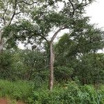 Combretum celastroides Habitus