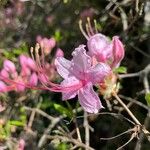 Rhododendron periclymenoides 花
