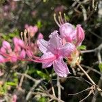 Rhododendron periclymenoides Blüte