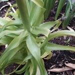 Fritillaria imperialis Deilen