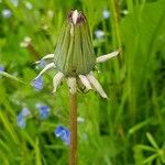 Taraxacum cucullatiforme 花