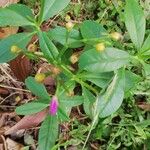 Talinum fruticosum Fleur