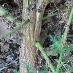 Artemisia annua Bark