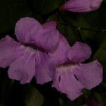 Cydista heterophylla 花