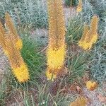 Eremurus stenophyllus Flower