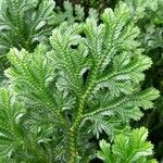 Selaginella martensii 叶