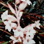 Dracophyllum alticola Blüte