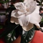 Gardenia jasminoidesFlower