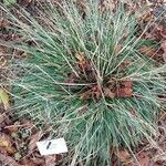 Deschampsia cespitosa Blatt