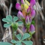 Lupinus stiversii 花