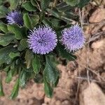 Globularia vulgaris 花