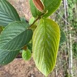 Flemingia strobilifera Feuille