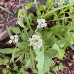 Lobularia maritimaLeaf