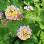 Lantana camaraFlower