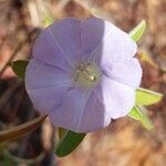 Bonamia spectabilis Blüte