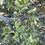 Quercus grisea Bark