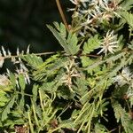 Mimosa platycarpa Агульны выгляд