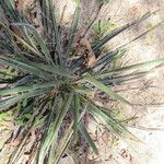 Yucca arkansana Habit