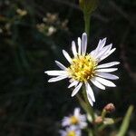 Tripolium pannonicum 花
