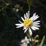 Tripolium pannonicum Flower