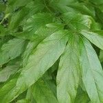 Callicarpa japonica Leaf