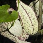 Aristolochia gorgona Altro