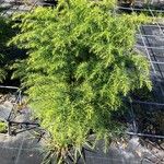 Cryptomeria japonicaBlatt