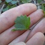 Goodenia hederacea Liść