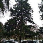 Pseudotsuga menziesii Alkat (teljes növény)