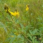 Crotalaria micans Blomst