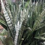 Dracaena zeylanica Листок