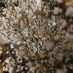 Gypsophila paniculata花