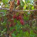 Quercus coccifera Fruit