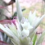 Tillandsia cacticola Flower
