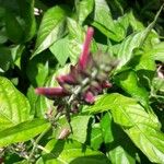 Dianthera secunda Leaf