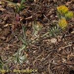 Anthyllis hamosa Habit