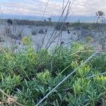 Crithmum maritimum Leaf