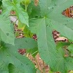 Abelmoschus esculentus Leaf