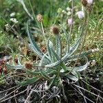 Plantago nivalis Habitus