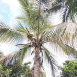 Cocos nucifera 叶