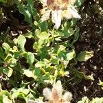 Pterospartum tridentatum 花