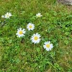 Leucanthemum ircutianum Квітка