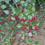 Crataegus douglasiiФрукт