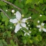 Rubus argutus Lorea