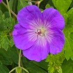 Geranium platypetalum Fisch. & C.A.Mey.Квітка