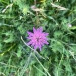 Knautia illyrica Flor